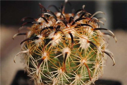 Coryphantha kracikii KKR339