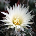Coryphantha maiz-talbasensis