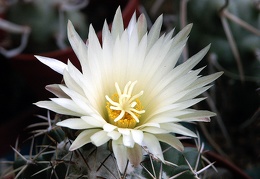 Coryphantha maiz-talbasensis