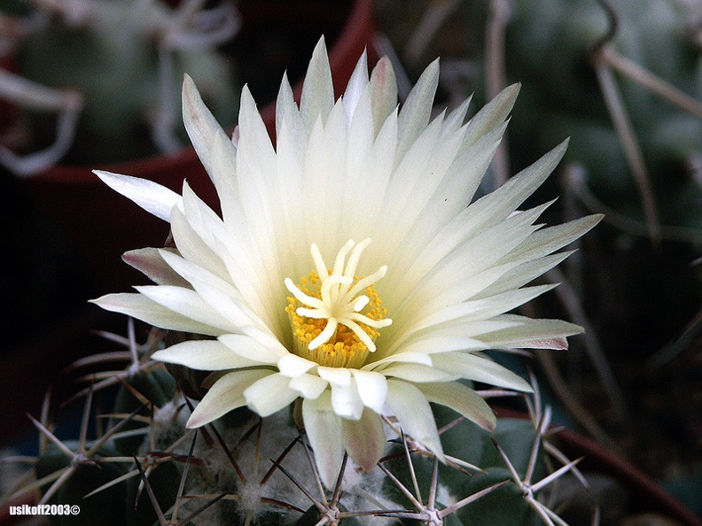 Coryphantha_maiz-talbasensis.jpg