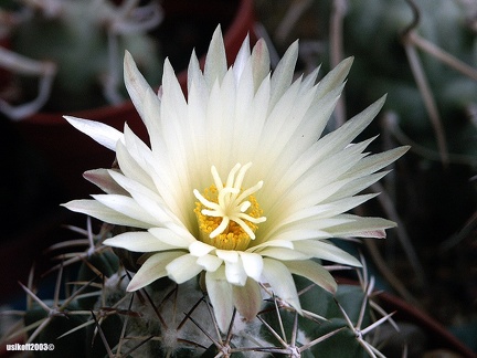 Coryphantha maiz-talbasensis