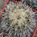 Coryphantha obscura SB 714