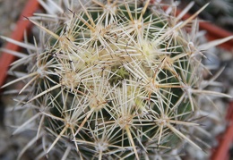 Coryphantha obscura SB 714