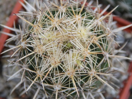 Coryphantha obscura SB 714