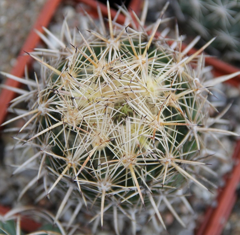 Coryphantha obscura SB 714