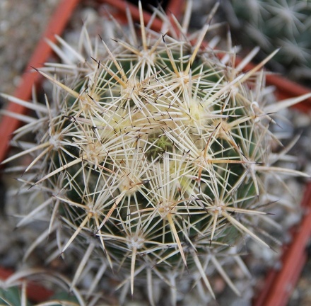 Coryphantha obscura SB 714