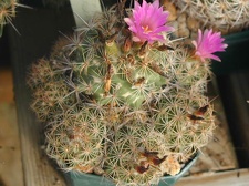 Coryphantha pusilliflora