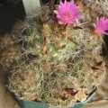 Coryphantha pusilliflora