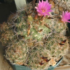 Coryphantha pusilliflora