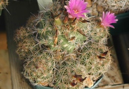 Coryphantha pusilliflora