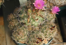 Coryphantha pusilliflora