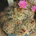 Coryphantha_pusilliflora.JPG