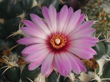 Coryphantha recurvispina fl