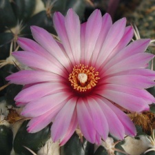 Coryphantha recurvispina fl