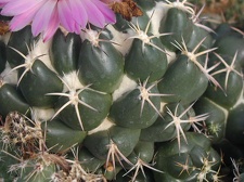 Coryphantha recurvispina pl