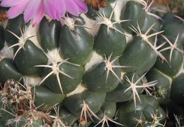 Coryphantha recurvispina pl