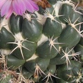 Coryphantha recurvispina pl