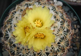 Coryphantha retusa 3 fl