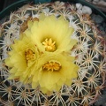 Coryphantha retusa 3 fl