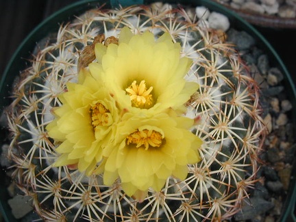 Coryphantha retusa 3 fl