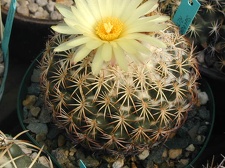 Coryphantha retusa pl