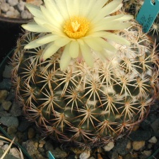 Coryphantha retusa pl