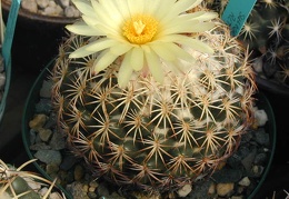 Coryphantha retusa pl