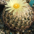 Coryphantha retusa pl