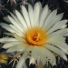 Coryphantha tripugionacantha L1464