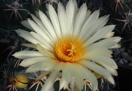 Coryphantha tripugionacantha L1464