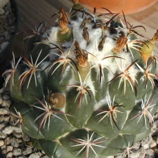 Coryphantha tripugionacantha L1464 pl