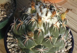 Coryphantha tripugionacantha L1464 pl