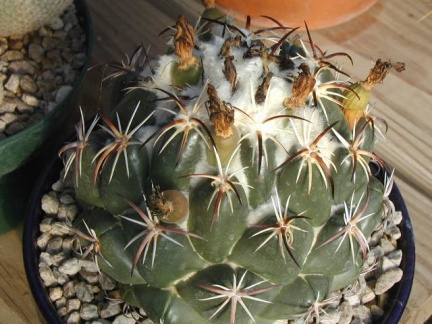 Coryphantha tripugionacantha L1464 pl