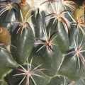 Coryphantha tripugionacantha L1464 spn