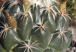 Coryphantha tripugionacantha L1464 spn