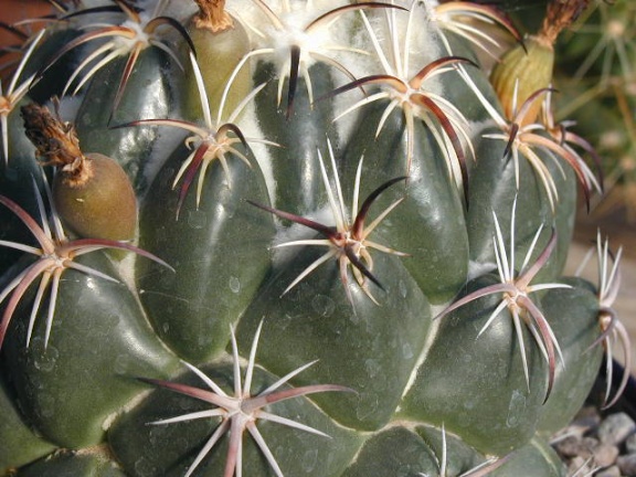 Coryphantha tripugionacantha L1464 spn