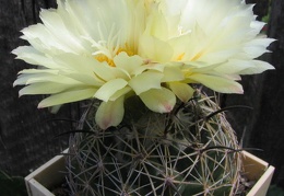 Coryphantha cornifera