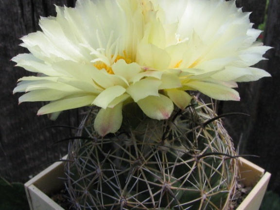 Coryphantha cornifera