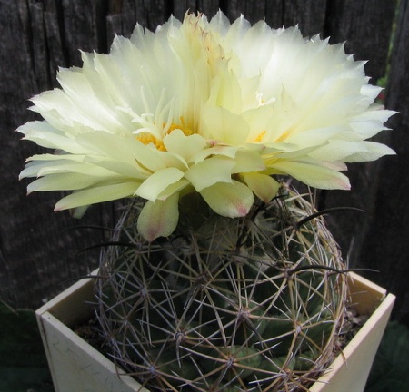 Coryphantha cornifera