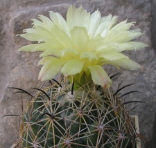 Coryphantha cornifera