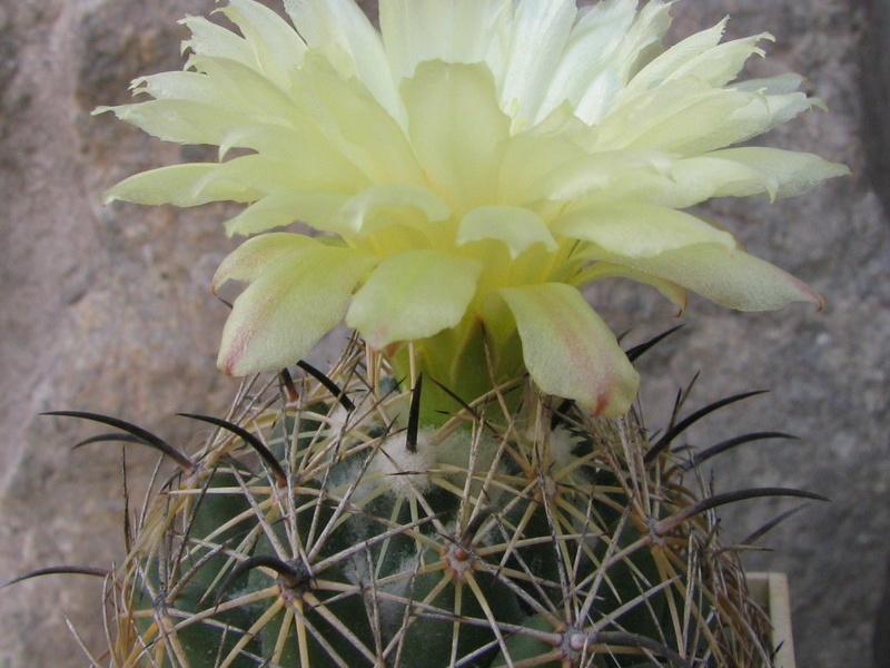 Coryphantha cornifera