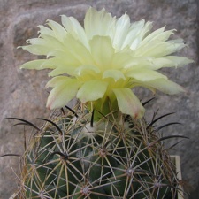 Coryphantha cornifera