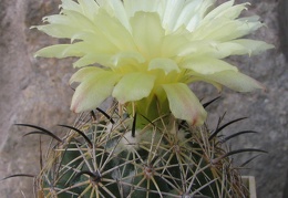 Coryphantha cornifera