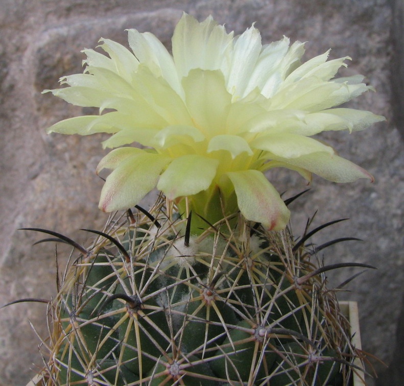 Coryphantha cornifera