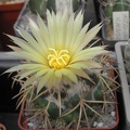 coryphantha sulcolanata FG Ru