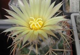 coryphantha sulcolanata FG Ru