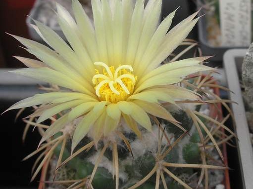 coryphantha sulcolanata FG Ru