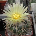 coryphantha sulcolanata FG Ru