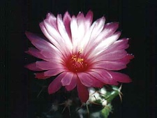 Coryphantha elephantidens