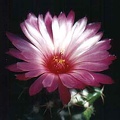 Coryphantha elephantidens